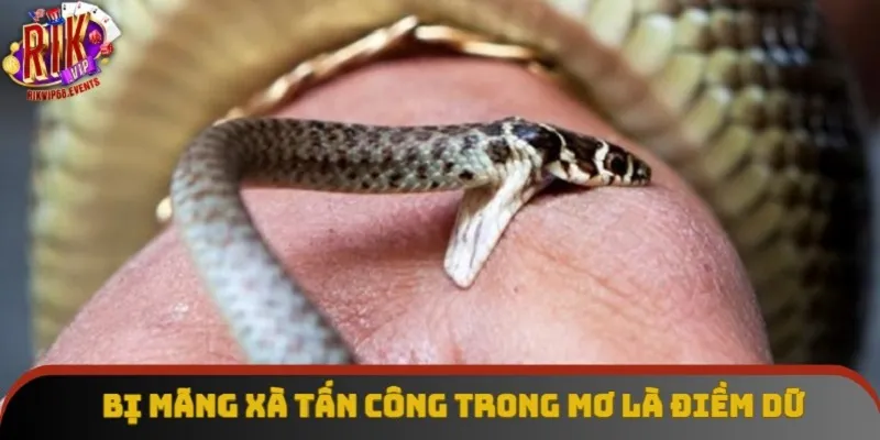 Bị mãng xà tấn công trong mơ là điềm dữ